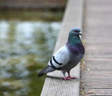 Fototapeta Paryż - Pigeon stands on a wooden ppier, lake in soft focus in background