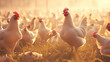 A flock of chickens are standing in a field. One of the chickens is facing the camera