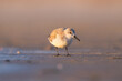 Bird in the wild. Bird on the beach during sunset. Reflections on the water. Flying and waterfowl species of birds. Photo for wallpaper or background.