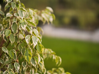 Wall Mural - Green leaf in focus, park footpath out of focus in the background. Nature theme.