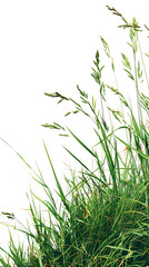 Wall Mural - Isolated green grass on a white background, world earth day