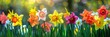 photo of colorful daffodils