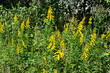 Tall Goldenrod (Solidago altissima) plants in bloom with yellow wildflowers, nature Springtime botany garden weeds agriculture concept.
