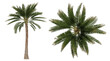  variety of palm trees on a white background. Collection of tropical tree.Suitable for decor on artwork, website or print screen.
