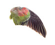 wing  isolated on  transparent png