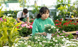 Interested thoughtful asian girl choosing potted blooming marguerite daisy with white flowers in greenhouse