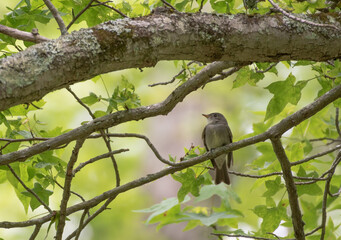 Eastern Wood Pewee