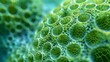 A microscopic view of a volvox colony a type of green algae that consists of hundreds of individual cells forming a spherical shape.