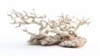 Blank mockup of a unique and eyecatching abstract coral reef sculpture for a modern and artistic touch to your aquarium. .