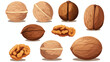 Walnuts icon vector image on white background 2d flat
