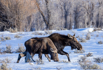 Wall Mural - moose in the snow, mother and calf moose 