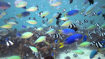 Wall Mural - Healthy marine ecosystem with reef fish school above coral reef in the Pacific Ocean Fiji