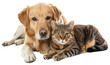 Cat and Dog  Together , isolated on White Background. AI generated Illustration.