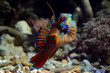 Mandarinfish or Mandarin dragonet, beautiful indonesia marine fish	