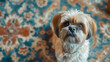 top view An attentive shih tzu looks expectantly