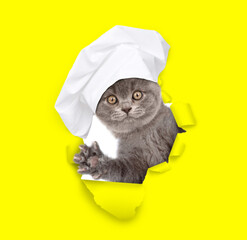 Poster - Cute kitten wearing chef's hat looking through the hole in white paper