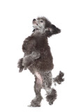 Fototapeta Psy - Hungry black poodle stands on hind legs and looks up on empty space. Isolated on white background