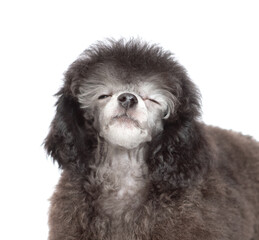 Sticker - Happy black poodle puppy sniffs the air. Isolated on white background