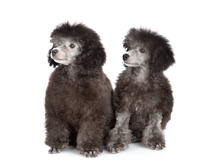 Sticker - Two black poodle poppies sitting and looking away on empty space. Isolated on white background