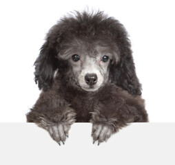 Aufkleber - Cute black poodle puppy looks above empty white banner. Isolated on white background