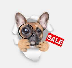 Aufkleber - French bulldog puppy looks thru a magnifying lens looks through a hole in white paper and holding holding signboard with labeled 