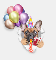 Aufkleber - Cute French bulldog puppy wearing party cap blows in party horn and looks through a hole in white paper, holds balloons and gift box in it paw