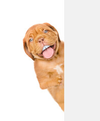 Aufkleber - Mastiff puppy with funny big teeth looks from behind empty white banner. Isolated on white background