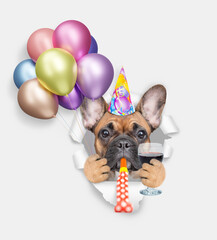 Aufkleber - French bulldog wearing party cap blows in party horn and looks through a hole in white paper, holds balloons and glass of red wine