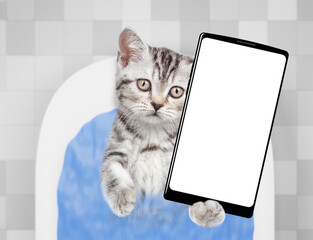 Fototapete - Cute kitten takes the bath at home  and shows big smartphone with white blank screen in it paw. Top down view