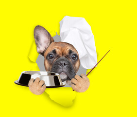 Poster - French bulldog wearing chef's hat looking through the hole in yellow paper, holding empty bowl and  pointing away on empty space. isolated on white background