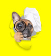 Cute French bulldog puppy wearing chef's hat looks thru a magnifying lens looks through a hole in yellow paper