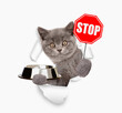 Cat looking through the hole in white paper and holding empty bowl and shows stop sign