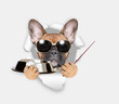 French bulldog puppy looks through the hole in white paper, holds empty bowl and points away on empty space