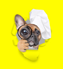 Aufkleber - Cute French bulldog puppy wearing chef's hat looks thru a magnifying lens looks through a hole in yellow paper