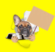 French bulldog puppy wearing chef's hat looking through the hole in yellow paper, holding empty bowl and  showing empty placard