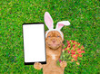 Happy mastiff puppy wearing easter rabbits ears holds bouquet of tulips and big smartphone with white blank screen in it paw and lies on its back on summer green grass. Top down view