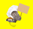 Cat wearing chef's hat looking through the hole in yellow paper, holding bowl of dry pets food and  showing empty placard. isolated on white background
