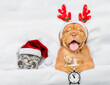 Sleepy mastiff puppy dressed like santa claus reindeer  Rudolf holding alarm clock and lying with cozy kitten under white blanket at home. Top down view