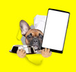 Cute french bulldog puppy wearing chef's hat looks through a hole in yellow paper, holds empty bowl and shows smartphone with white blank screen in it paw, Empty free space for mock up, banner