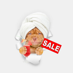 Poster - Smiling Mastiff puppy with towel on it head looking thrwatermelon cocktail and showing signboard with labeled 