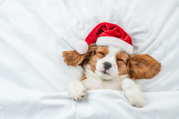 Poster - Cozy Cavalier King Charles Spaniel puppy wearing red santa hat sleeps under white blanket  on a bed at home. Top down view. Empty space for text