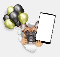 Wall Mural - Cute French bulldog puppy holding black and golden or yellow balloons and big smartphone with white blank screen in it paw and looking through the hole in white paper