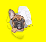 Fototapeta Psy - French bulldog wearing chef's hat looking through the hole in yellow paper and  pointing away on empty space. isolated on white background