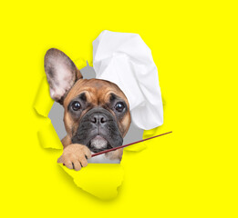 Poster - French bulldog wearing chef's hat looking through the hole in yellow paper and  pointing away on empty space. isolated on white background