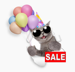 Aufkleber - Happy cat wearing sunglasses and party cap holding balloons and looking through the hole in white paper and showing signboard with labeled 