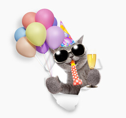 Aufkleber - Happy cat wearing sunglasses and party cap blows in party horn and looks through a hole in white paper, holds balloons and glass of champagne
