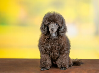 Sticker - Cute black poodle poppy sitting in front view at summer park and looking at camera