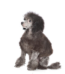 Sticker - Trimmed black poodle poppy sitting in profile and looking away on empty space. Isolated on white background