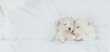 Two cozy white Lapdog puppies sleep under warm white blanket on a bed at home. Top down view. Empty space for text
