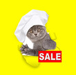 Cute kitten wearing chef's hat looking through a hole in yellow paper and holding signboard with labeled 
